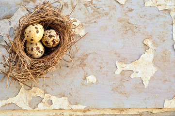 Three eggs in a bird nest