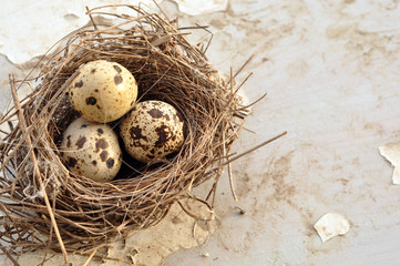 Obraz premium Three eggs in a bird nest