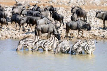 Fototapeta na wymiar Zebras, Etosha National Park, Namibia
