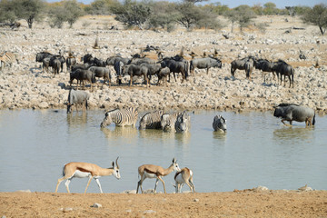 Zebras, Etosha National Park, Namibia
