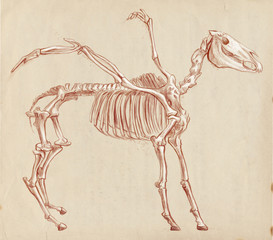 legendary animals and monsters: PEGASUS