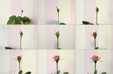 Set of photos of growing of a  pink rose.
