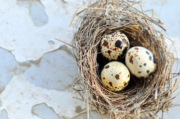 Obraz premium Three eggs in a bird nest