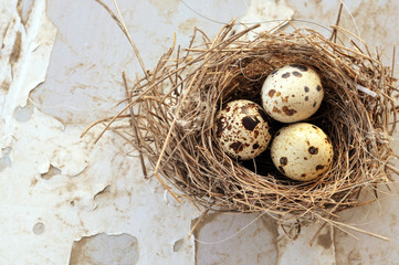 Obraz premium Three eggs in a bird nest