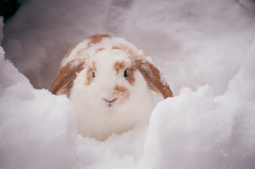 white and brown rabbit in snow