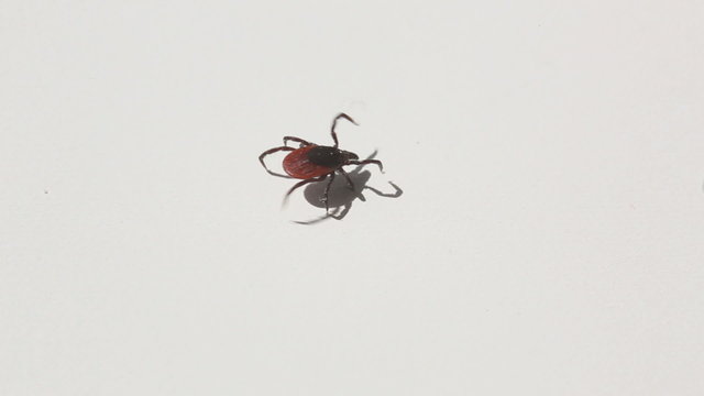 Tick - parasitic arachnid blood-sucking carrier of diseases