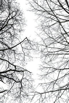 Abstract leafless tree branches in winter