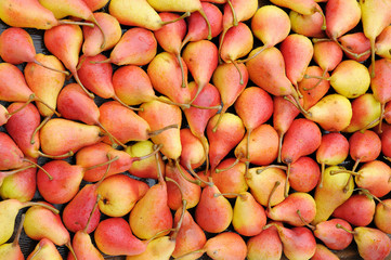 Ripe pears
