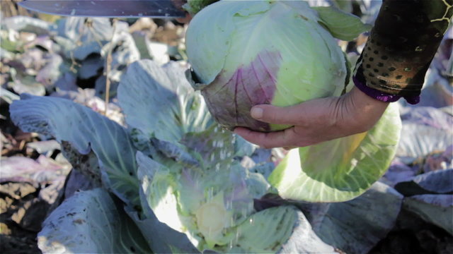 cabbage harvest cut