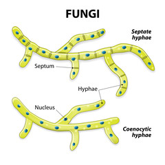 Fungi. Classification based on cell division