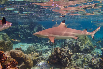 Requin pointe noire
