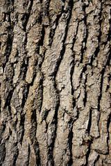 Tree bark texture