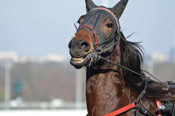 Fototapeta premium cheval de course