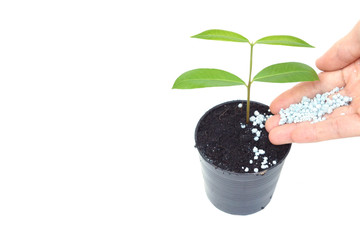 hand giving fertilizer to young tree in black plastic pot