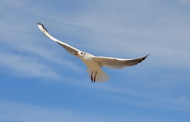 Seagull Flying on Blue Sky
