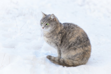 A Cat Walks in the Snow in Winter