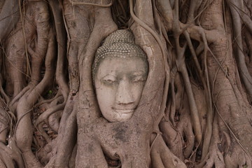 Head in the tree ruin thailand
