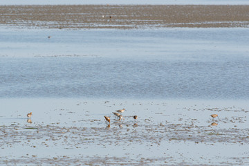 bar-tailed godwits in wadden sea