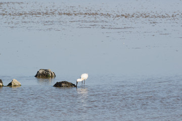 Spoonbill in Dutch wadden sea