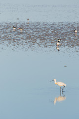 Spoonbills in Dutch wadden sea