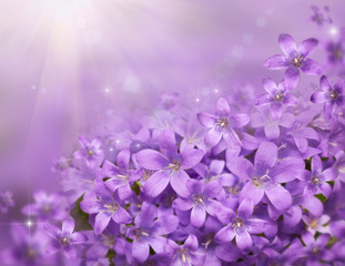 Fototapeta na wymiar Floral background with Beautiful purple snowdrops