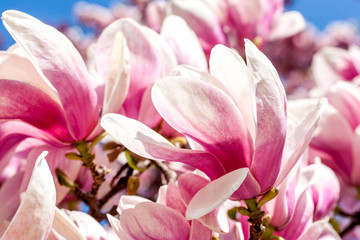Fototapeta na wymiar Magnolienblüte - Close-up
