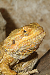 Agama lizard