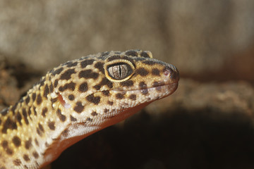 Gecko portrait