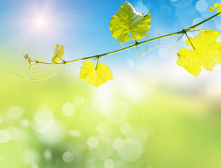 Background of green leaves at summer
