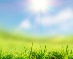 Fototapeta na wymiar green grass on the field with sky12
