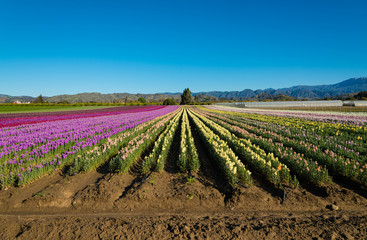 Purple; red; pink and yellow snap dragons blooming in a field