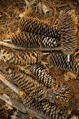 Arrangement of pine cones on the ground