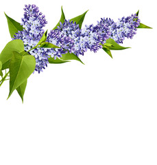 Branch of lilac flowers isolated on white background