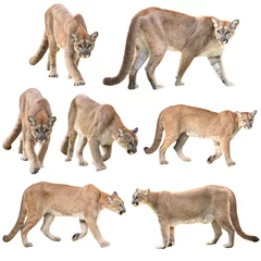  puma or cougar isolated © anankkml