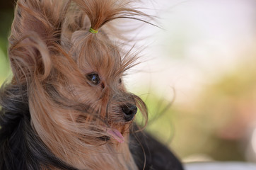 Dog yorkshire terrier wind