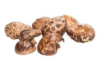 Shitake mushrooms isolated on white background