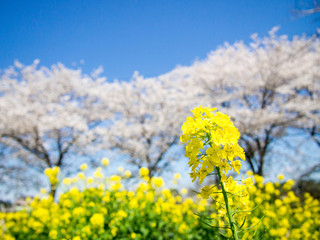 Fototapeta premium OLYMPUS DIGITAL CAMERA