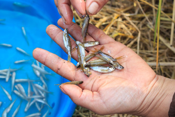 fish small local food of villager  thailand