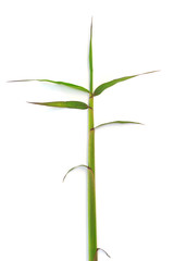 shoot bamboo on white background