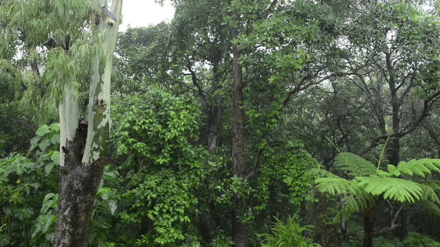 Lush green forest  with heavy rain falling on the trees and fern