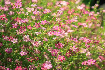 Flowers bloom in the morning