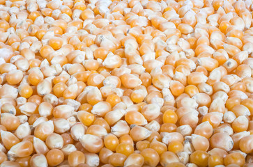 texture of dried corn seed