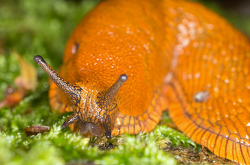 Large red slug, Arion rufus on moss, macro photo, focus on eyes
