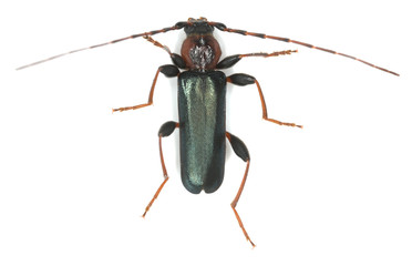 Violet tanbark borer, Phymatodes testaceus isolated
