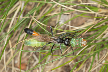 Ammophila hunting wasp transporting moth larva