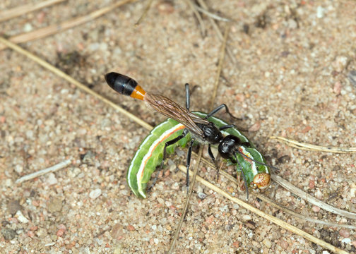 Ammophila hunting wasp transporting moth larva