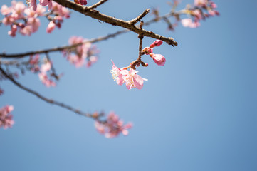 Pink flower with blue sky
