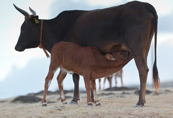 vache rodriguaise et son veau