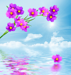 Fototapeta premium forget-me-not flowers on a background of blue sky with clouds