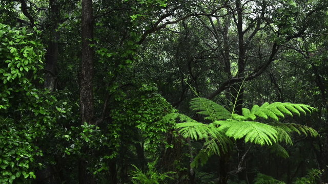 Lush green jungle with heavy rain falling on the trees and ferns